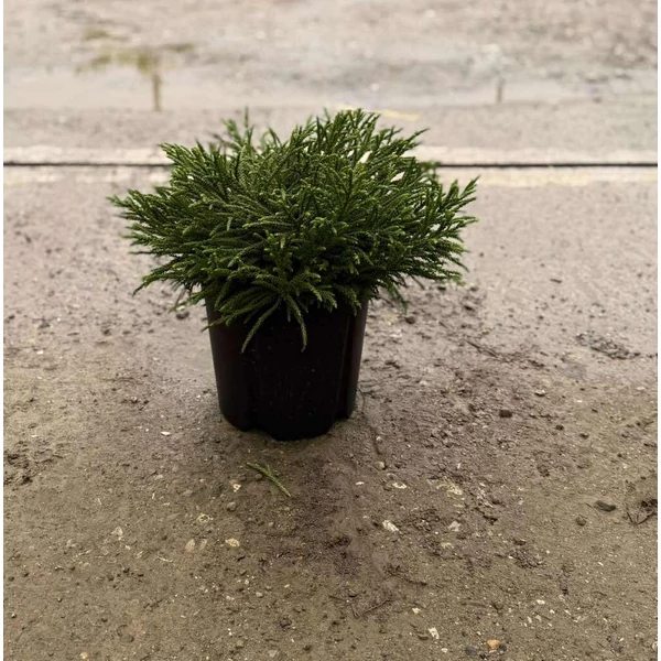 Törpe japán szugifenyő    CRYPTOMERIA JAPONICA LITTLE CHAMPION 40/+ K9