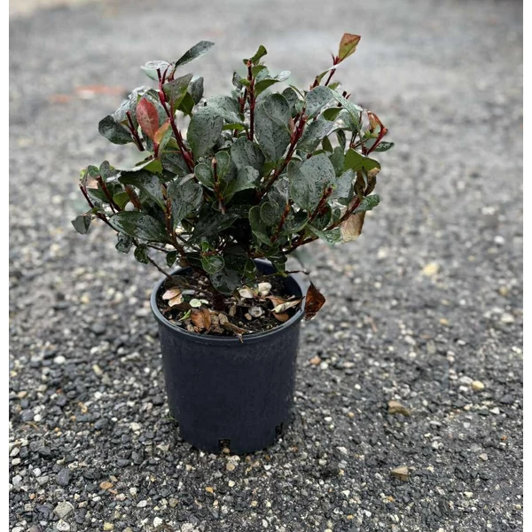 Örökzöld korallberkenye  PHOTINIA FRASERI LITTLE RED ROBIN 20/40 K3