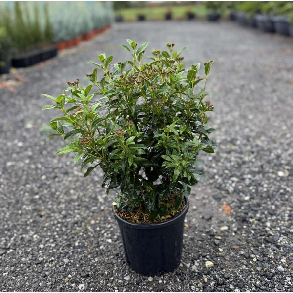 Téli bangita    VIBURNUM TINUS EVE PRICE 20/40 K3