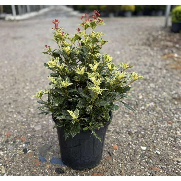Felemáslevelű illatcserje    OSMANTHUS TRICOLOR GÖMB 40/+ K9