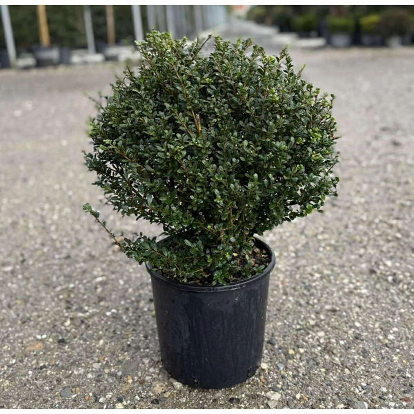 Csipkéslevelű magyal   ILEX CRENATA GLORY GEM GÖMB 40/+ K9