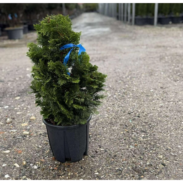 Hinoki hamisciprus  CHAMAECYPARIS OBTUSA NANA GRACILIS 40/+ K9