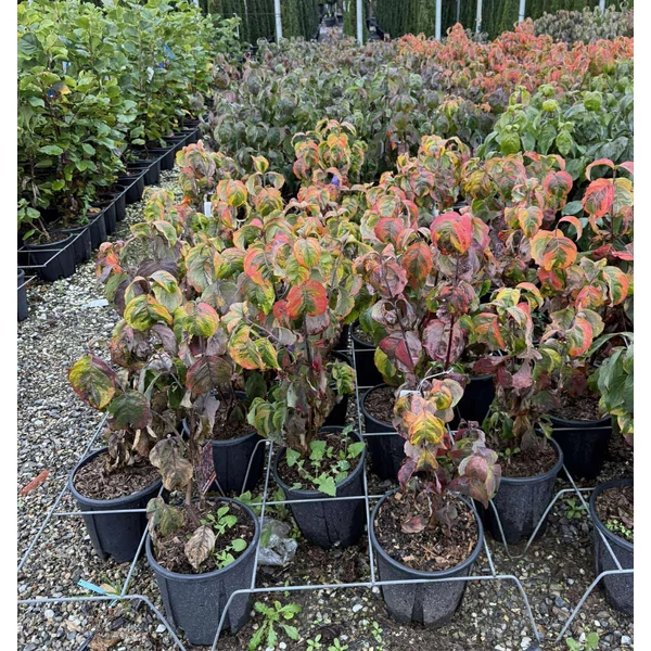 Virágos som  CORNUS FLORIDA 80/+ K9   