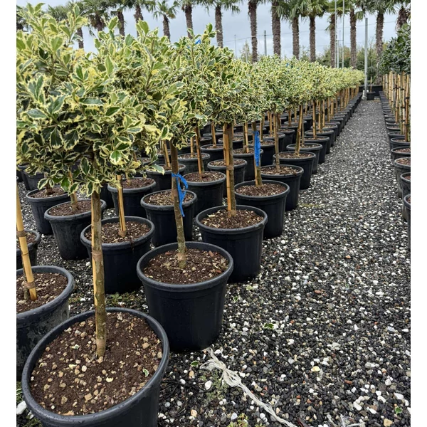Közönséges magyal    ILEX AQUIFOLIUM ARGENTEOMARGINATA T1/4 GÖMB 45/50 K25 