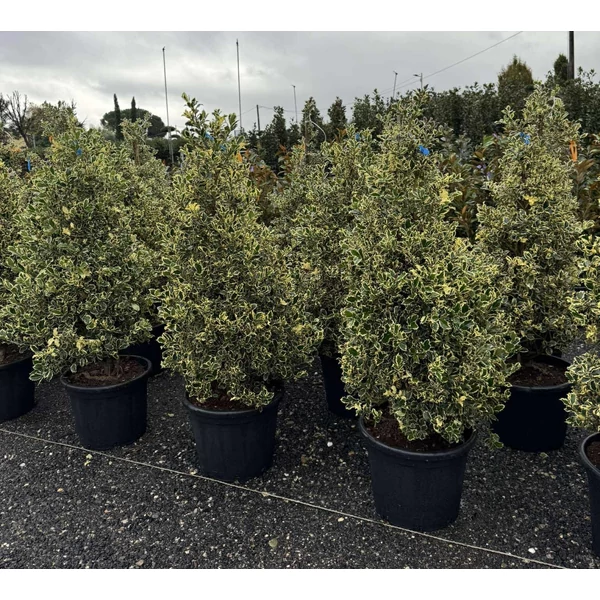 Közönséges magyal    ILEX AQUIFOLIUM ARGENTEOMARGINATA KÚP 100/+ K30