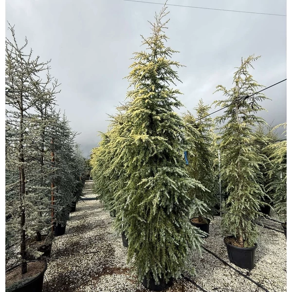 Sárga himalájai cédrus   CEDRUS DEODARA BUSH ELECTRA 300/350 K80