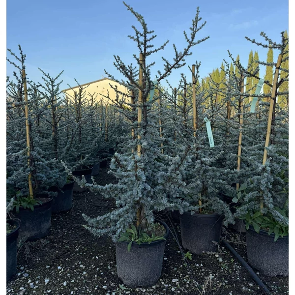 Atlasz cédrus  CEDRUS ATLANTICA GLAUCA 100/125 K18