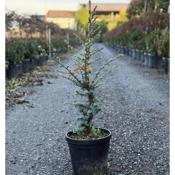 Atlasz cédrus  CEDRUS ATLANTICA GLAUCA 60/+ K7,5