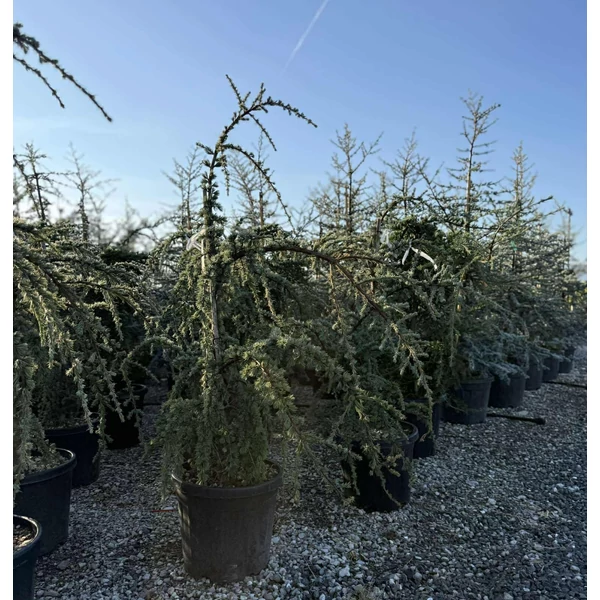 Kék csüngő atlasz cédrus  CEDRUS ATLANTICA GLAUCA PENDULA 120/+ K30
