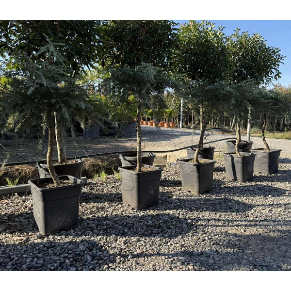Csüngő himalájai cédrus   CEDRUS DEODARA PENDULA S FORMA 100/+ K25