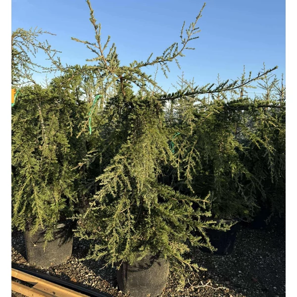 Csüngő himalájai cédrus   CEDRUS DEODARA PENDULA 120/+ K65