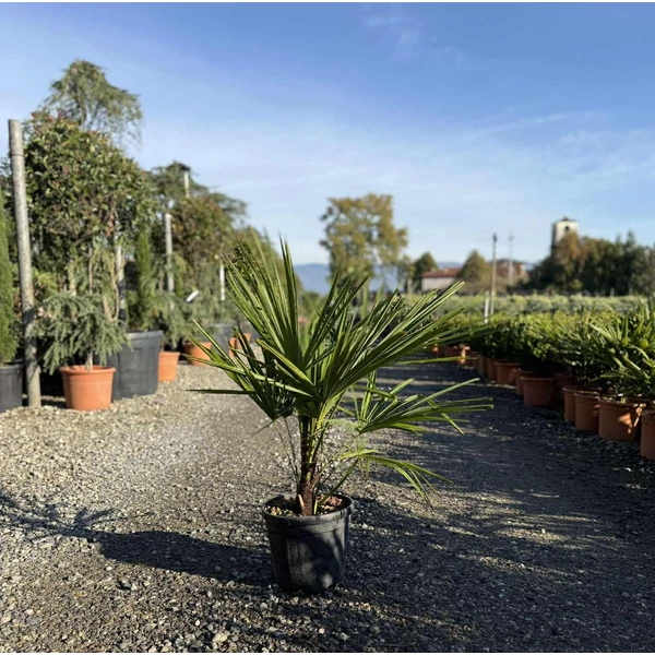 Kínai kenderpálma   CHAMAEROPS EXCELSA TR30/40 K9 