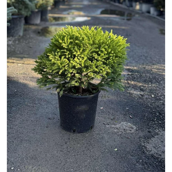 Törpe japán szugifenyő   CRYPTOMERIA JAPONICA GLOBOSA NANA 30/+ K9
