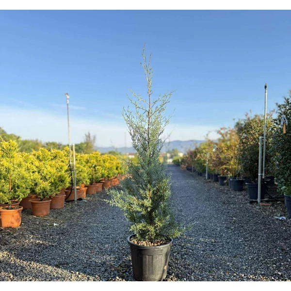 Oszlopos, kék arizoniai ciprus CUPRESSUS ARIZONICA FASTIGIATA 100/120 K15