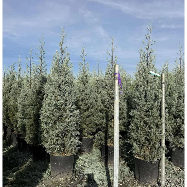 Oszlopos, kék arizoniai ciprus CUPRESSUS ARIZONICA FASTIGIATA 120/140 K18 