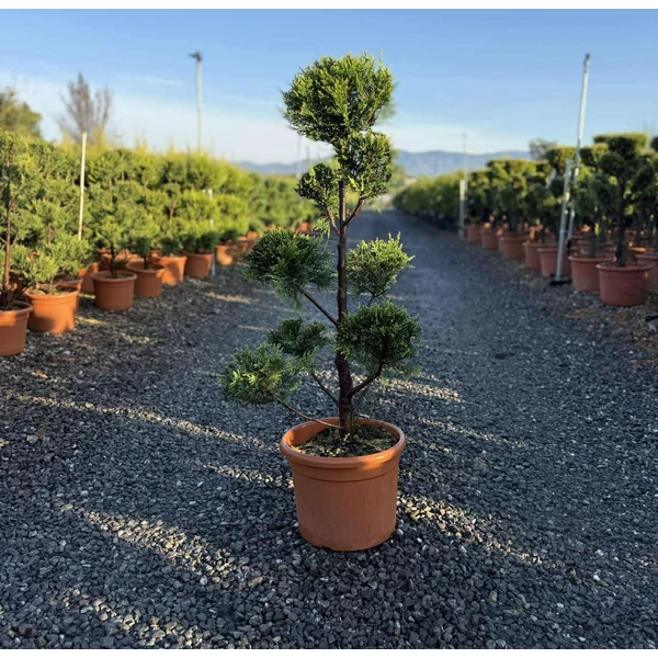 Arany lombú leyland ciprus  CUPRESSOCYPARIS LEYLANDII CASTLEWELLAN GOLD POM-PON 80/+ K12