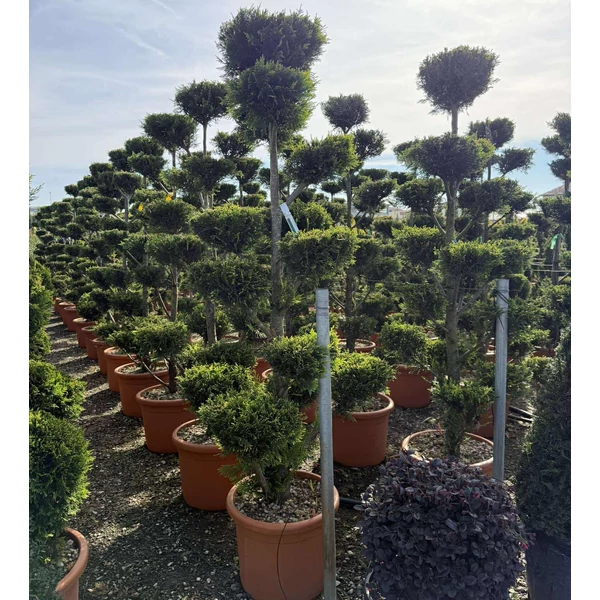 Arany lombú leyland ciprus  CUPRESSOCYPARIS LEYLANDII CASTLEWELLAN GOLD BONSAI 170/+ K30