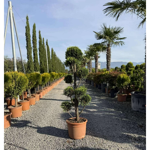 Arany lombú leyland ciprus  CUPRESSOCYPARIS LEYLANDII CASTLEWELLAN GOLD POM-PON 120/140 K25