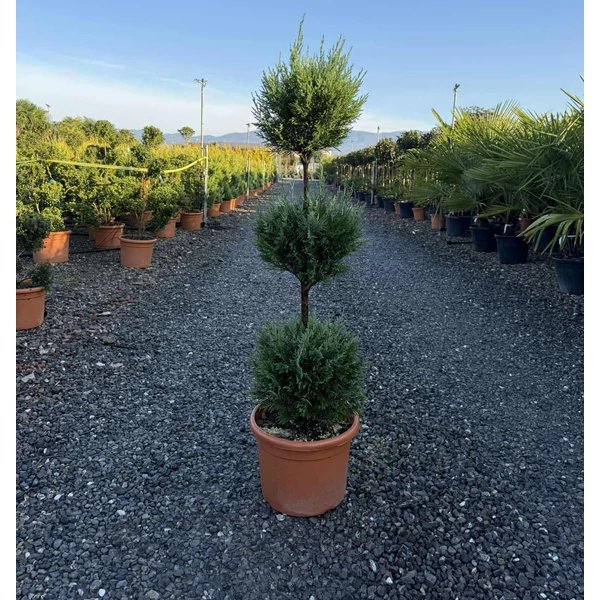 Leyland ciprus    CUPRESSOCYPARIS LEYLANDII PYRAMIDALIS 3 GÖMB 80/+ K12