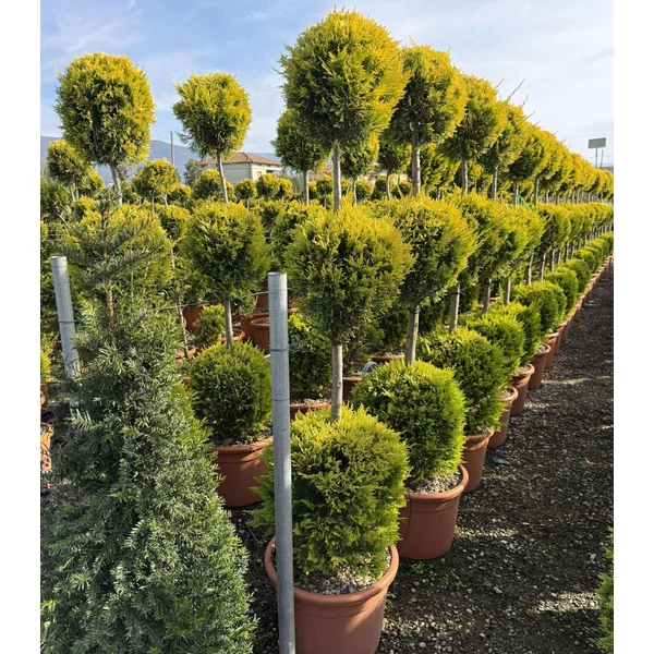 Arany lombú leyland ciprus  CUPRESSOCYPARIS LEYLANDII GOLD RIDER 3 GÖMB 150/+ K25