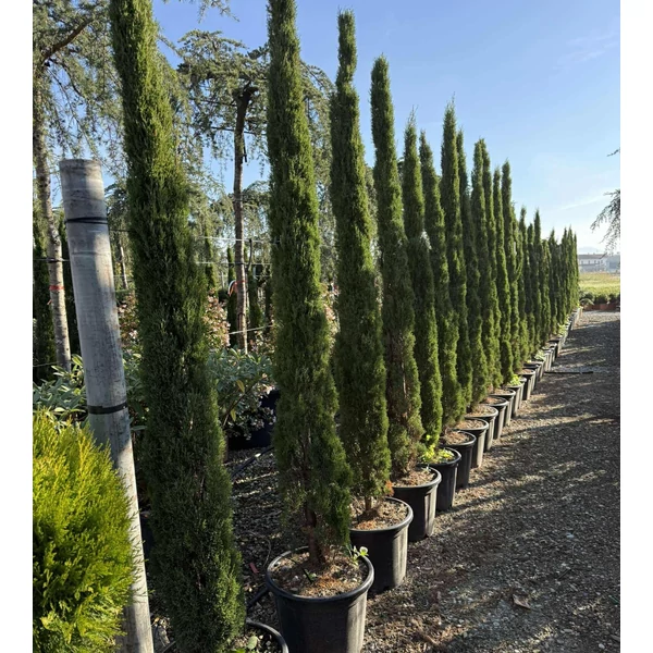 Európai ciprus    CUPRESSUS SEMPERVIRENS TOTEM 200/+ K30-35