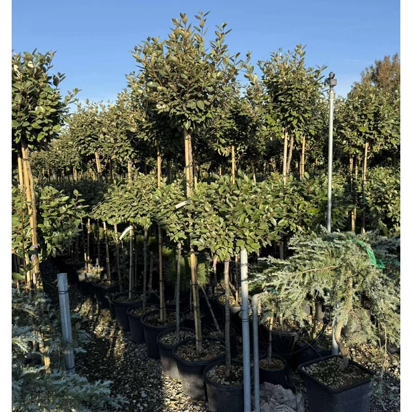  ezüstfa  ELAEAGNUS EBBINGEI COMPACTA T150 K30