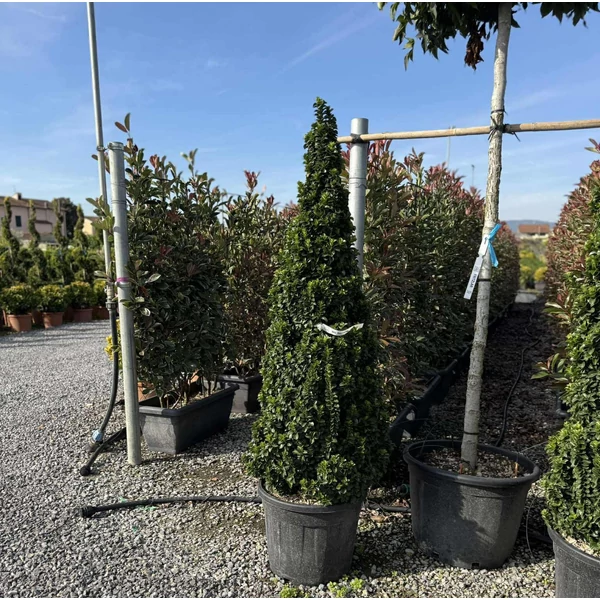 Japán kecskerágó    EUONYMUS JAPONICUS BENKOMASAKI ERECTA KÚP 150/+ K35