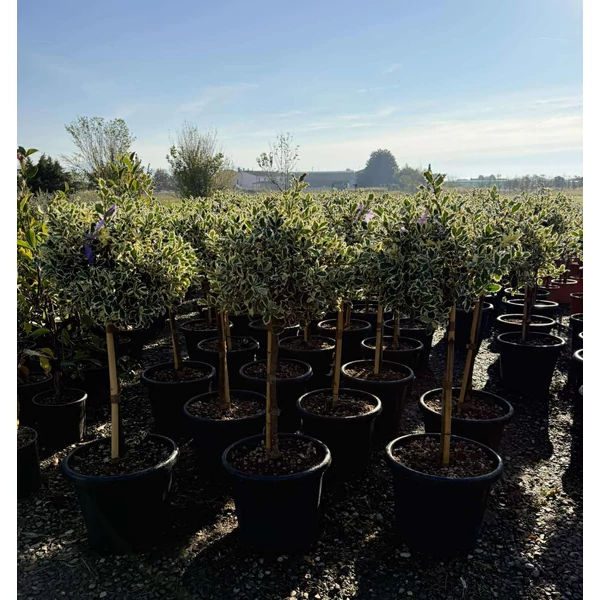 Közönséges magyal    ILEX AQUIFOLIUM ARGENTEOMARGINATA T70 K25