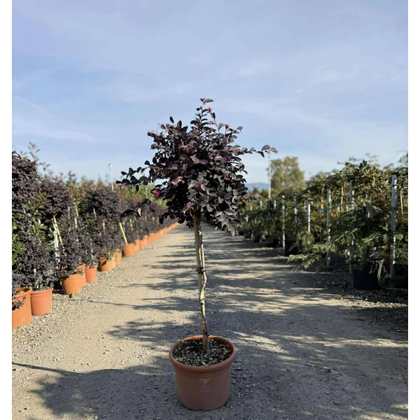 Kínai rojtosvirág    LOROPETALUM CHINENSE BLACK PEARL T80 K15