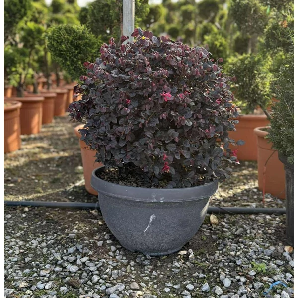 Kínai rojtosvirág    LOROPETALUM CHINENSE BLACK PEARL GÖMB 40/+ TÁLBAN