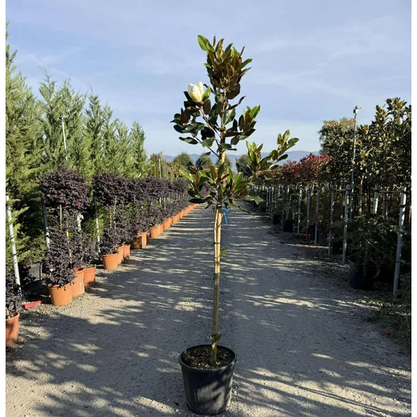 Örökzöld liliomfa MAGNOLIA GRANDIFLORA LITTLE GEM T80 K15