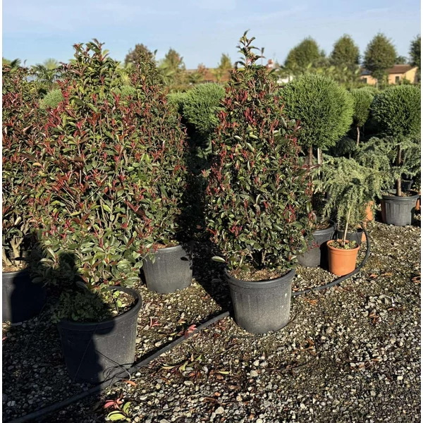 Örökzöld korallberkenye   PHOTINIA FRASERI COMPACTA KÚP 120/+ K45