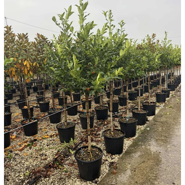Gesztenyelevelű magyal ILEX CASTANEIFOLIA T1/2 K25