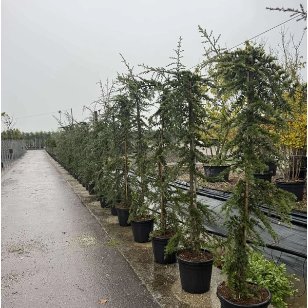 Csüngő himalájai cédrus    CEDRUS DEODARA PENDULA 200/250 K30