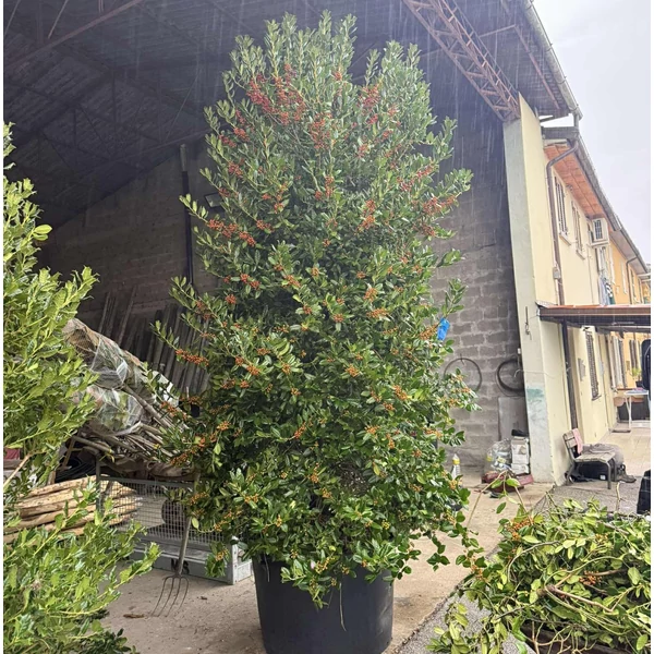 Közönséges magyal   ILEX MUTCHAGARA NELLIE R. STEVENS TÖBBTÖRZSES 400/500 K375