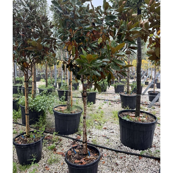 Örökzöld liliomfa    MAGNOLIA GRANDIFLORA LITTLE GEM T1/2 60/80 K45