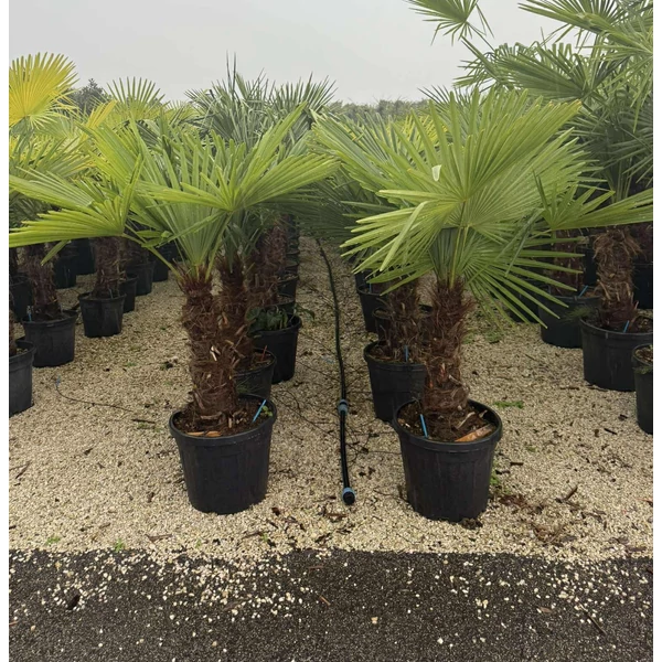 Kínai kenderpálma   CHAMAEROPS EXCELSA TR70/80 K35