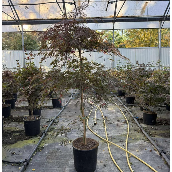 Szeldelt levelű japán juhar  ACER PALMATUM DISSECTUM INABA SHIDARE SZÖKŐKÚT FORMA K18