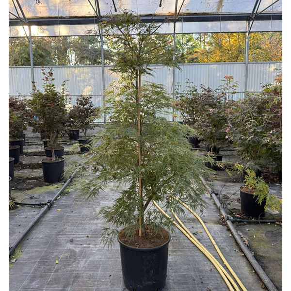 Japán juhar   ACER PALMATUM DISSECTUM ORNATUM SZÖKŐKÚT FORMA K18