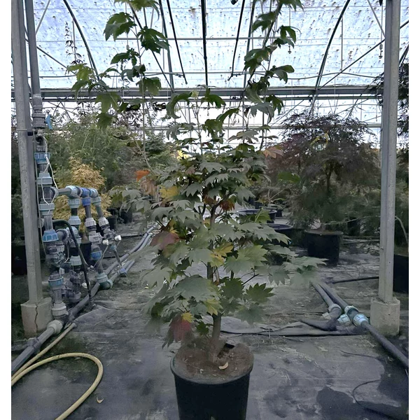 Japán juhar   ACER JAPONICUM VITIFOLIUM 100/+ K12