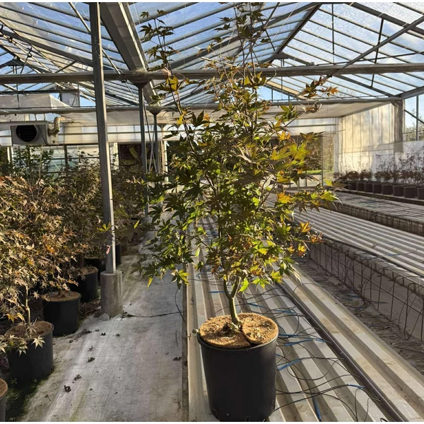 Japán juhar   ACER PALMATUM BLOODGOOD K18