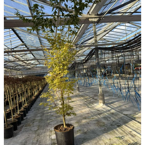 Japán juhar   ACER PALMATUM SKEETER'S BROOM K18