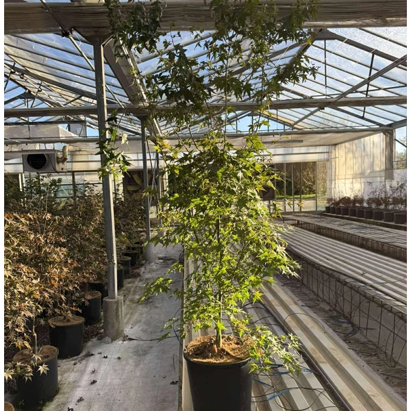 Japán juhar   ACER PALMATUM K18