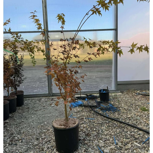Japán juhar   ACER PALMATUM DESHOJO K10