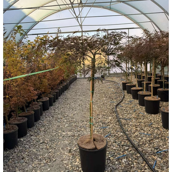 ACER PALMATUM DISSECTUM INABA SHIDARE  T80 K15
