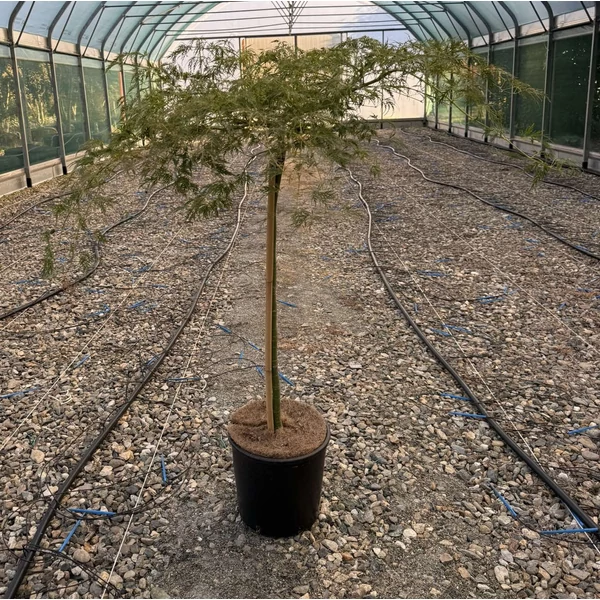 ACER PALMATUM DISSECTUM VIRIDIS T80 K15