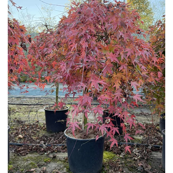 ACER PALMATUM RYUSEN T80 K18