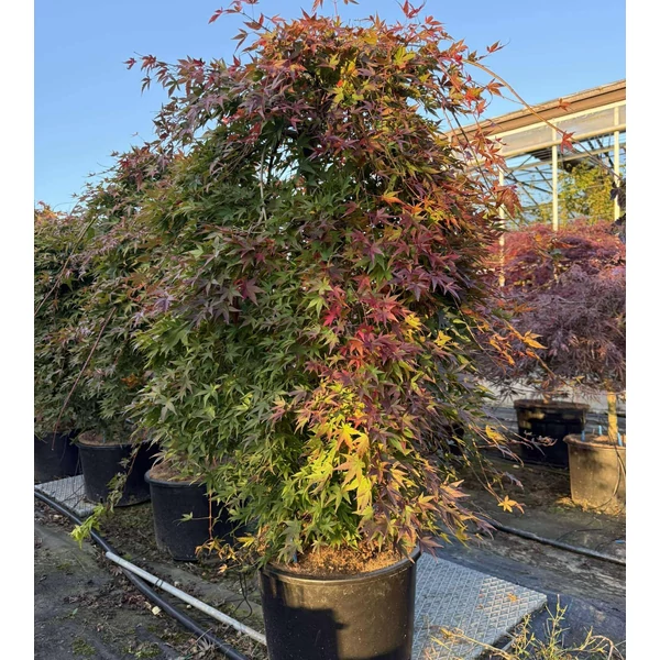 ACER PALMATUM RYUSEN SZŐKŐKÚT FORMA K35