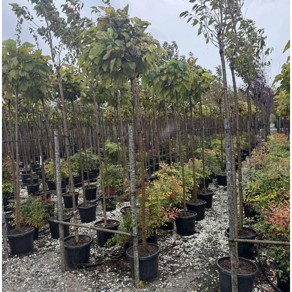 Gömb szivarfa  CATALPA BIGNONIOIDES NANA T200 8/10 K18