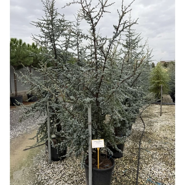 Atlasz cédrus  CEDRUS ATLANTICA GLAUCA 200/250 K45